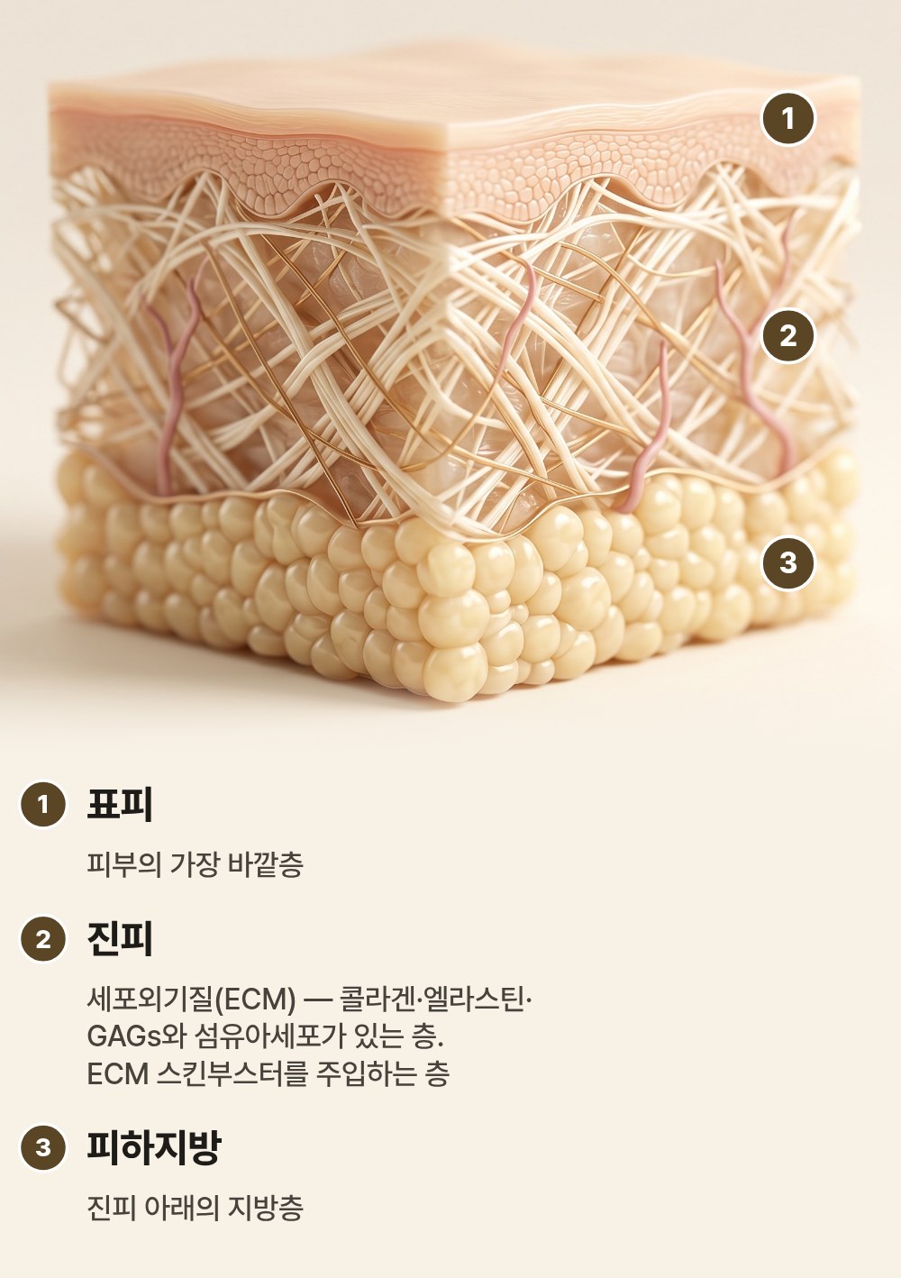 ECM 스킨부스터, 기증된 피부가 주사가 되기까지 무엇을 거치는지 살펴봅니다 사진 7